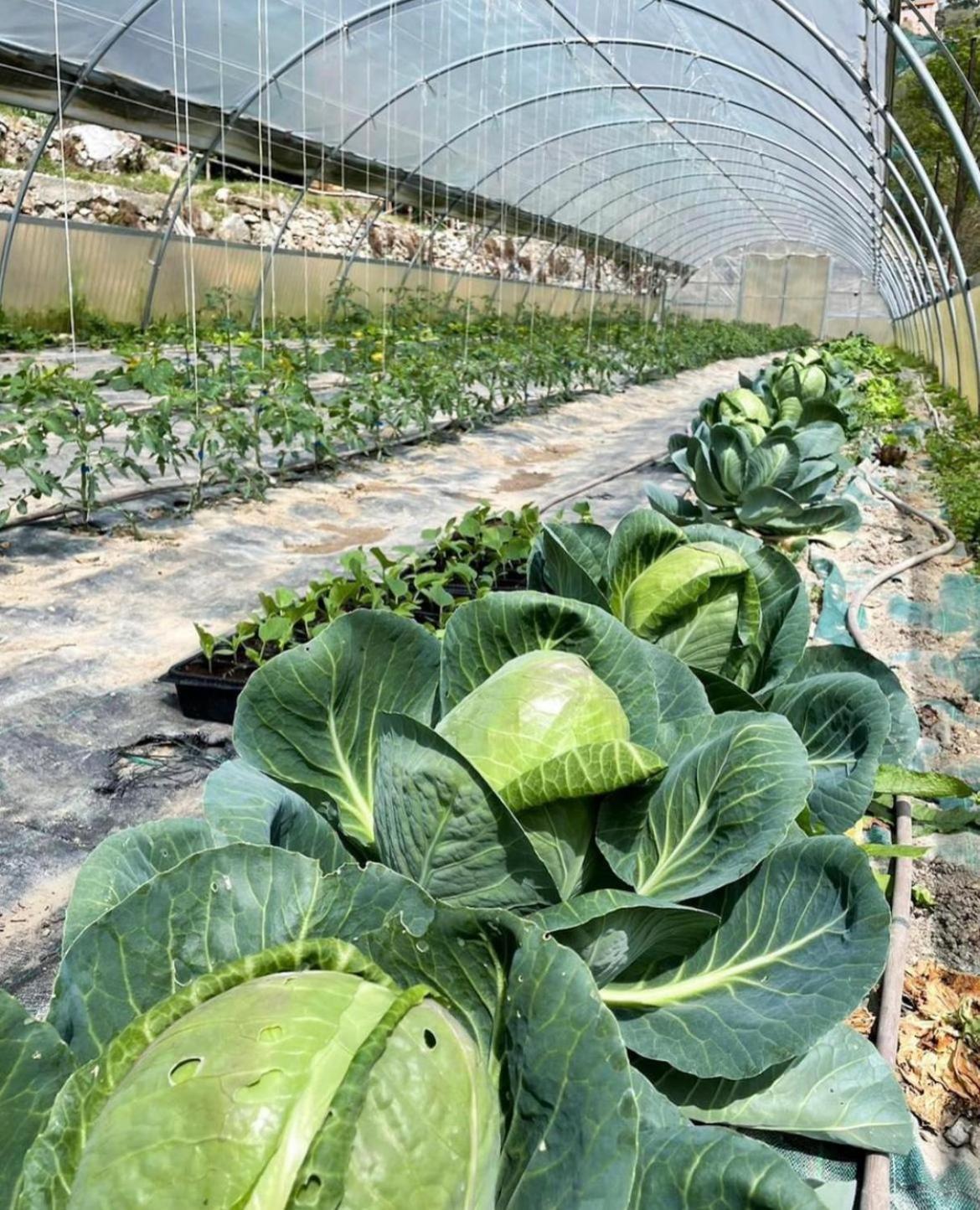 Agricamping Le Terrazze Hotell Orco Feglino Exteriör bild